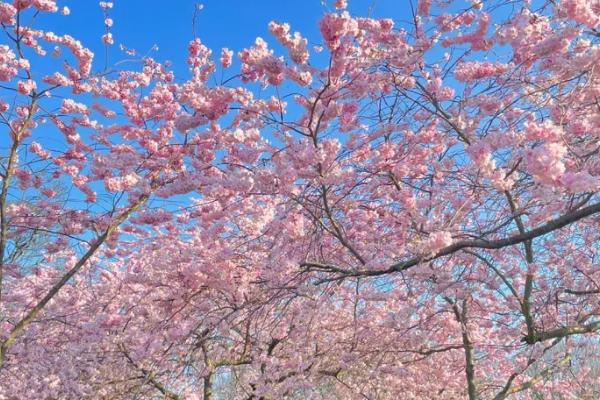 非常香的白色花有什么品种，常见的有樱花、白雪割草等