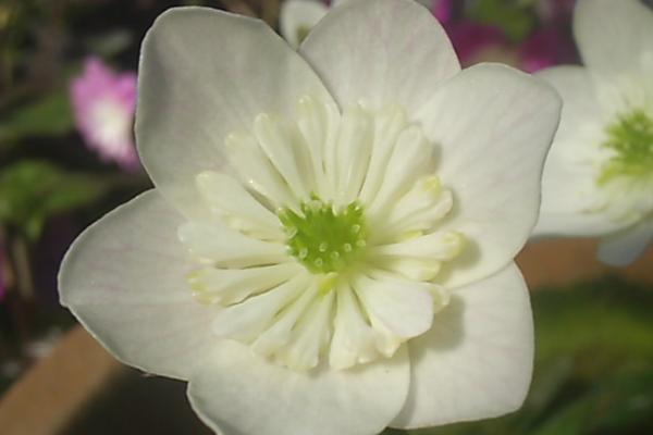 非常香的白色花有什么品种，常见的有樱花、白雪割草等