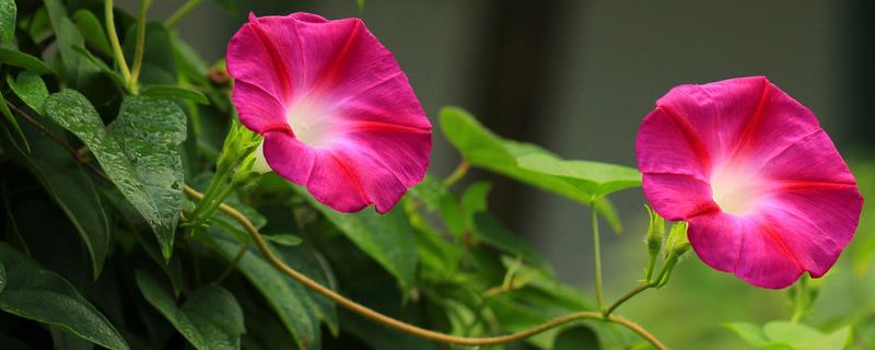 牵牛花几天浇水一次，不同季节的浇水频率不同