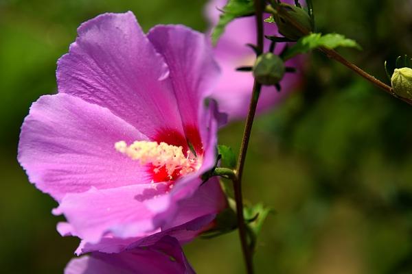 木槿花的养护方法，温度维持在18-25℃最佳