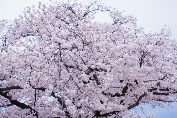 3月哪些树开花了，常见的有槐树、碧桃树、樱花树等