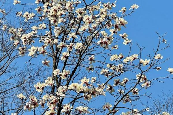 3月哪些树开花了，常见的有槐树、碧桃树、樱花树等