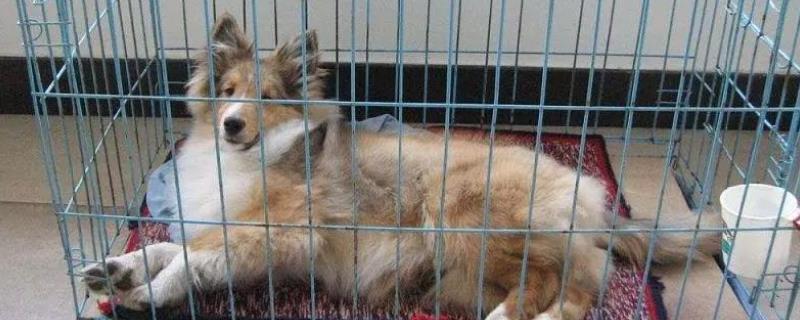 犬猫蜂窝织炎临床症状，病初局部会出现弥漫性水样肿胀