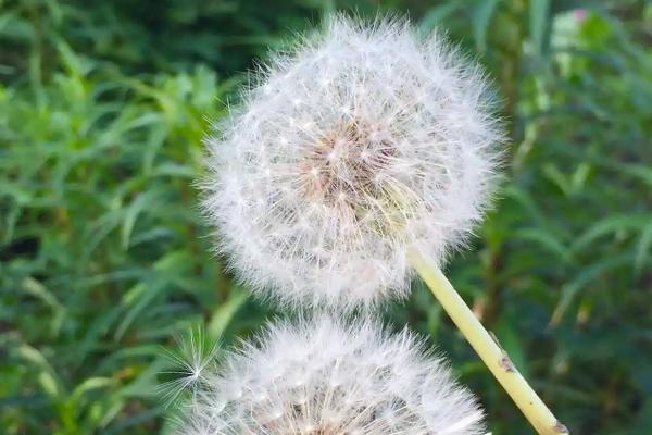 蒲公英的颜色，种子上面长有白色的毛絮