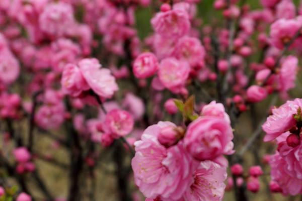 路边常见花都有哪些，有榆树梅、迎春花等品种