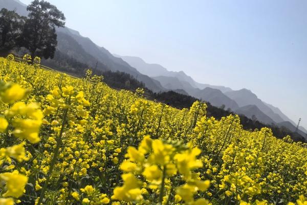 路边常见花都有哪些，有榆树梅、迎春花等品种