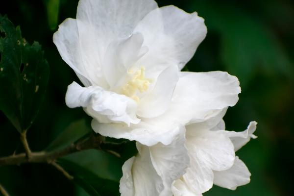 木槿花有哪些品种，包括木槿花原种、白花重瓣木槿、粉紫重瓣木槿等种类