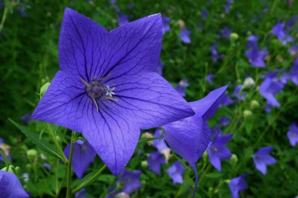 北方冬天室内适合养什么花，可选雪莲花、长寿花、顶冰花等