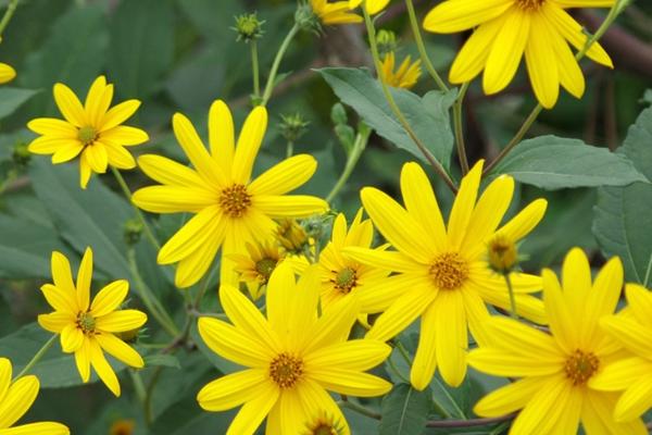 北方冬天室内适合养什么花，可选雪莲花、长寿花、顶冰花等