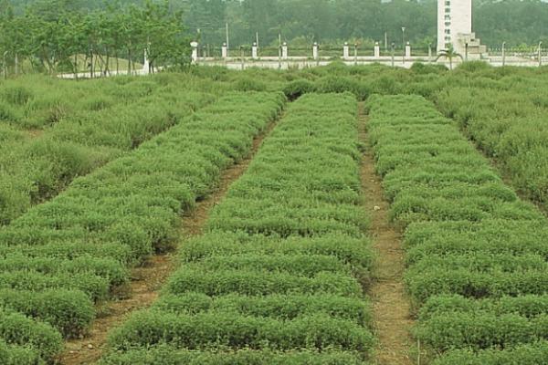 圃地苗木如何合理施肥，需根据苗木不同生长期来选择