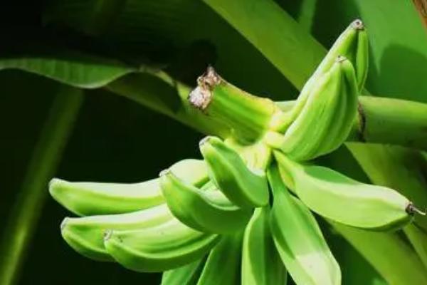 芭蕉简介，属多年生草本植物