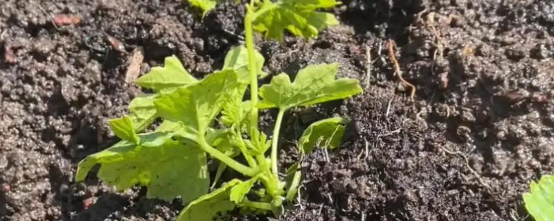 种植苦瓜定植后如何管理，每次浇水的时候应当要结合追肥