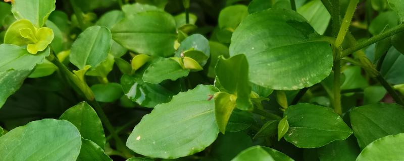 用什么除草剂可以防治饭包草，可以用二甲四氯、灭草猛等