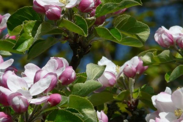 苹果开花期的适宜温度是多少，适宜温度为11.4-11.8℃