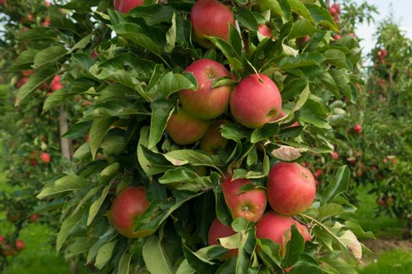 苹果开花期的适宜温度是多少，适宜温度为11.4-11.8℃