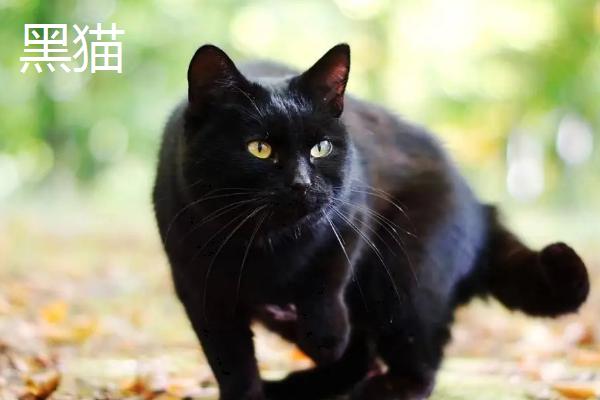 孟买猫和黑猫的区别是什么，眼睛、鼻梁、耳朵等均不同