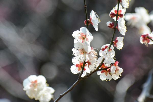 梅花怎么繁殖，以扦插、播种、嫁接为主