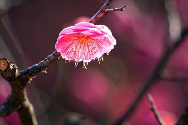 梅花怎么繁殖，以扦插、播种、嫁接为主