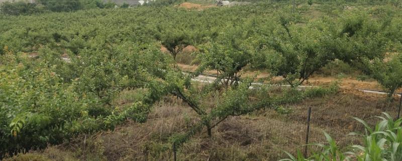 李子苗的种植技术，选择11月至次年3月上旬种植为佳