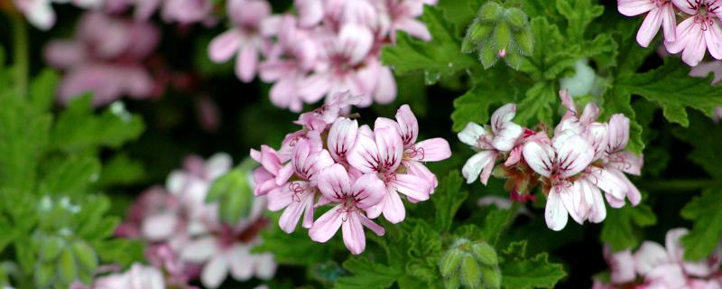 室内哪些花卉驱蚊最好，可以选择香叶天竺葵、除虫菊等