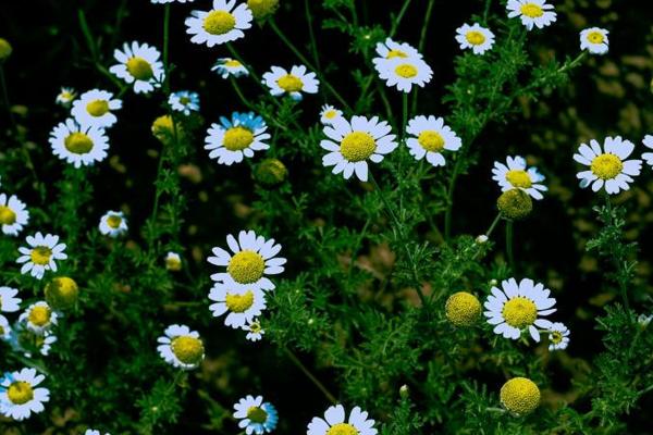 室内哪些花卉驱蚊最好，可以选择香叶天竺葵、除虫菊等