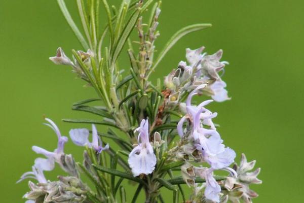 室内哪些花卉驱蚊最好，可以选择香叶天竺葵、除虫菊等