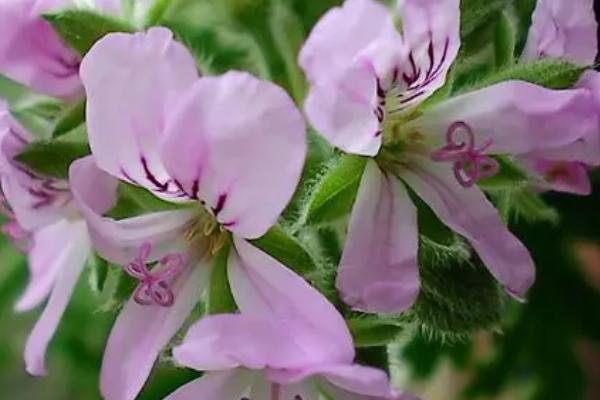 室内哪些花卉驱蚊最好，可以选择香叶天竺葵、除虫菊等