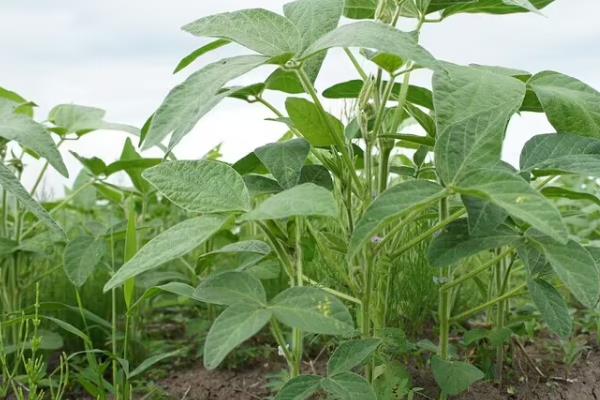 驻豆19大豆种子简介，高肥力地块10000株