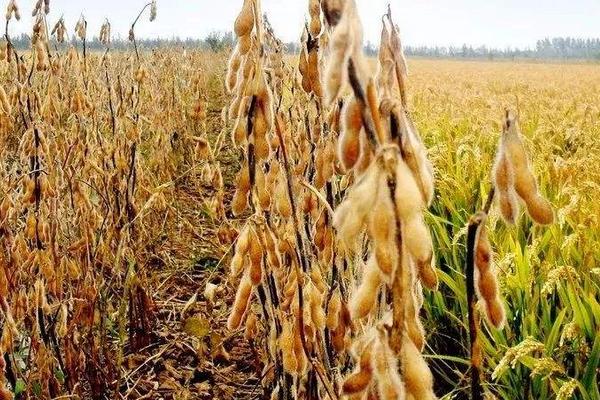 吉鲜豆1号大豆种子介绍，8月中旬及时防治大豆食心虫