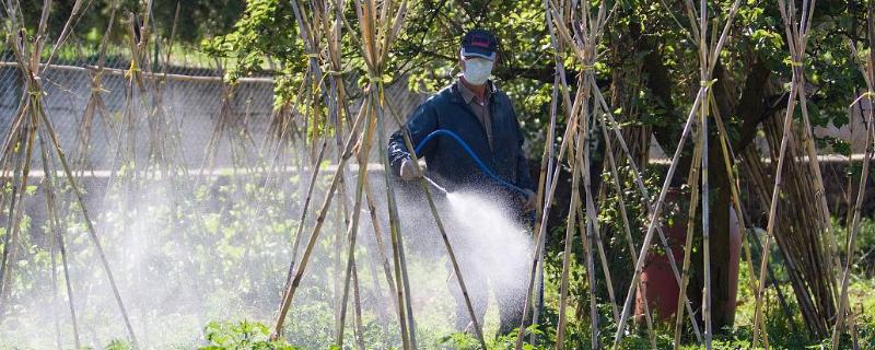 喷施杀虫剂要注意什么，上午9-10点、下午4点过后是适宜喷药时间