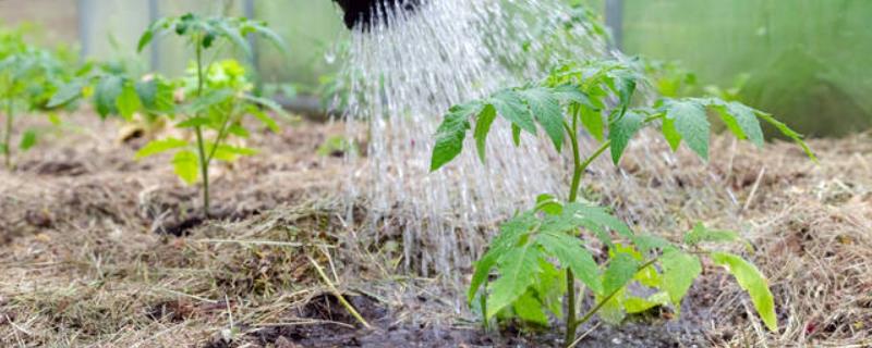 西红柿的浇水方法，苗期轻浇缓苗水、开花期巧浇催花水、结果期浇足催果水