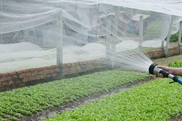 蔬菜如何施用生物菌肥，可以与化肥混施