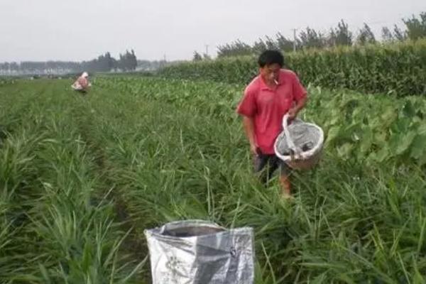 蔬菜如何施用生物菌肥，可以与化肥混施