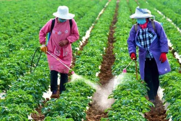 蔬菜如何施用生物菌肥，可以与化肥混施