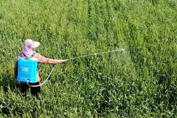 地老虎用什么农药防治效果好，一般可以黑光灯、糖醋液诱杀成虫