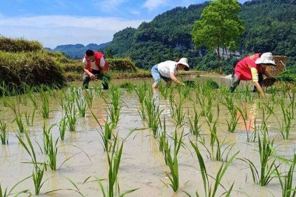 插秧是哪个季节的农事，一般是春季和夏季的农事