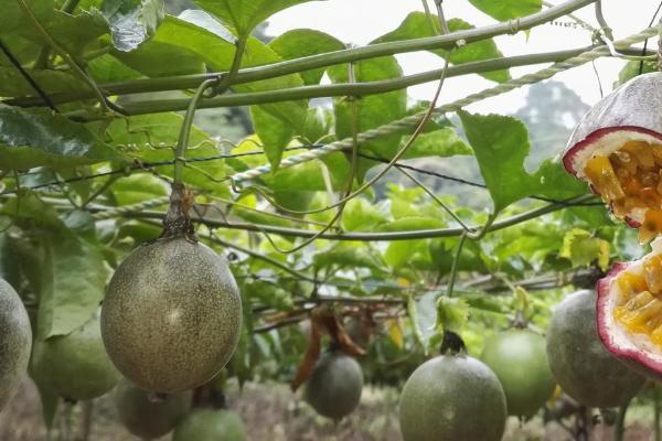 百香果的种植方法，选择在每年春季3月份进行