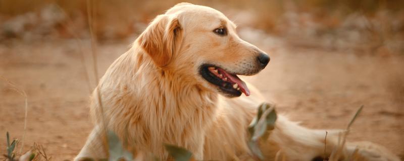 金毛犬耳朵如何清理，清洁之前适当地修剪耳毛