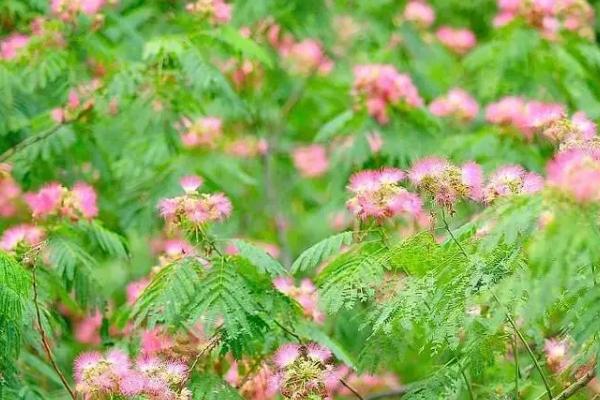 合欢树的开花时间，一般在6-7月份开放