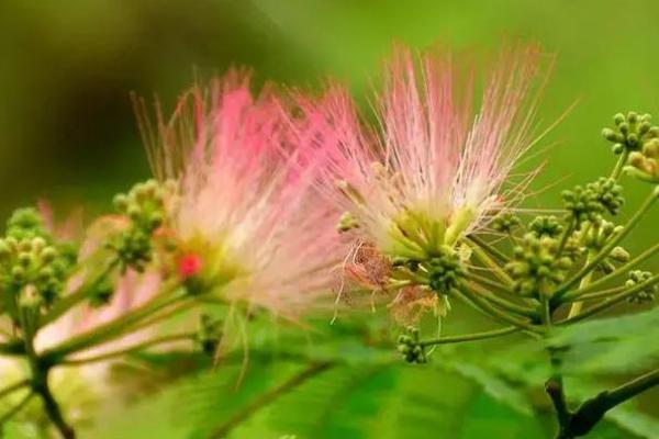 合欢树的开花时间，一般在6-7月份开放