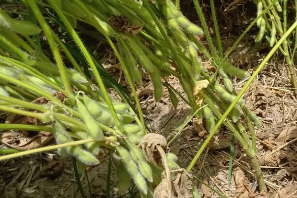 星农3号大豆种子介绍，在适应区5月上旬播种