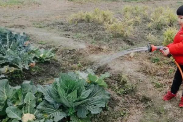 过期牛奶能浇蔬菜吗，正确施用可当肥料浇蔬菜