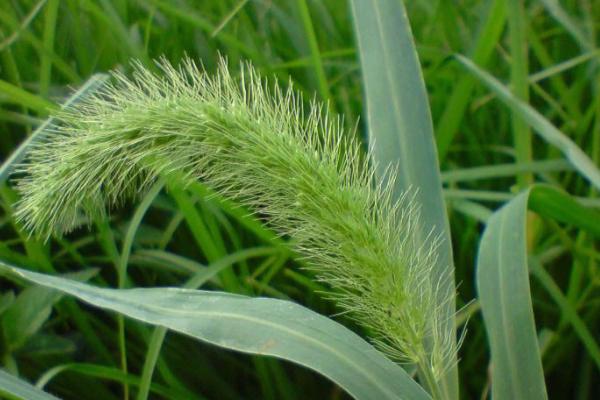 哪些植物是须根系，包括茑萝、甘蔗、狗尾草等品种