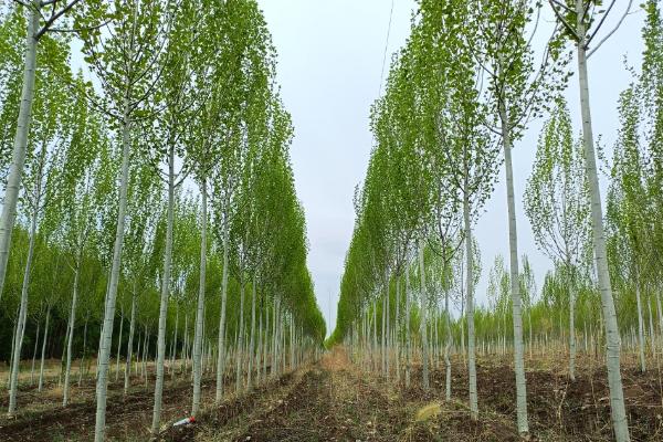 哪些植物是须根系，包括茑萝、甘蔗、狗尾草等品种