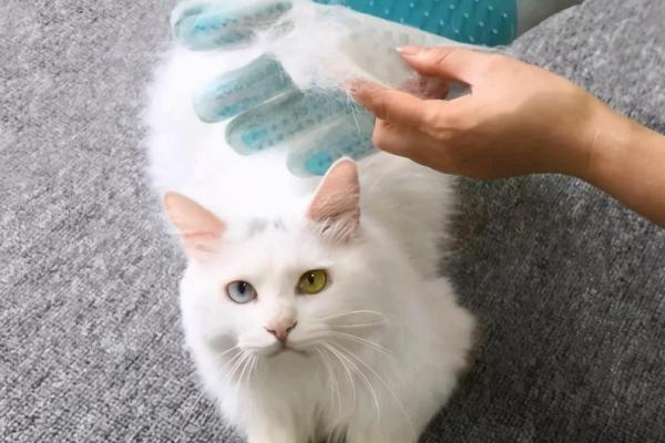 新手养猫有哪些必备好物，常用的有猫砂盆、猫碗等