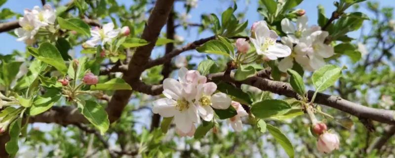 苹果开花期的适宜温度是多少，适宜温度为11.4-11.8℃