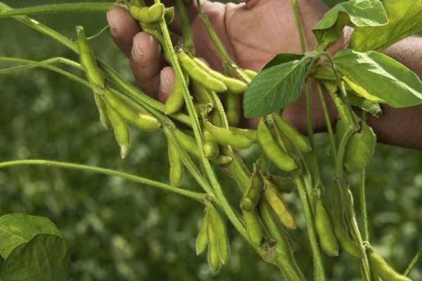 菏豆22号大豆种子特征特性