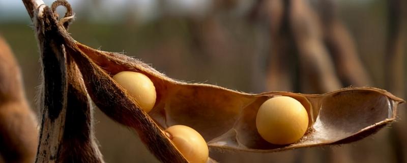 合农68大豆种子特点，同时防治大豆食心虫