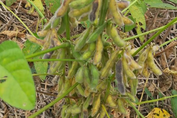 润豆1号大豆种子介绍，在适应区4月下旬播种