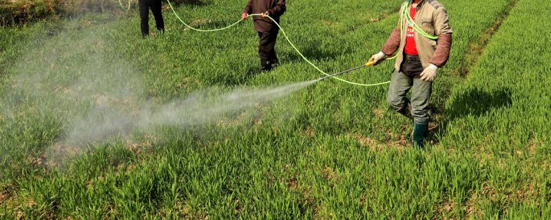 小麦除草剂什么时候使用，入冬前分蘖和第二年小麦拔节的初期为佳